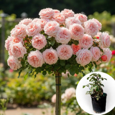 Троянда штамбова Juliet в горщику 5 л