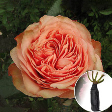 Троянда Kahala (Кахала)