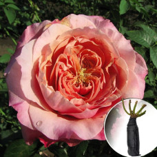 Троянда Kaolikazali (Каоліказалі)