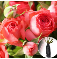 Роза Koral Gem (Корал Джем)