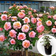 Троянда штамбова Kordes' Jubilee в горщику 5 л