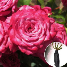 Троянда Kylie (Кайлі)