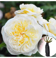 Роза Lady Romantica (Леди Романтика)