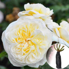 Троянда Lady Romantica (Леді Романтика)