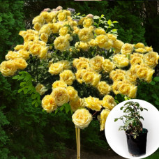 Троянда штамбова Lemon Pompon в горщику 5 л