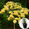 Роза штамбовая Lemon Pompon в горшке 5 л