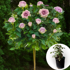 Троянда штамбова Lullaby в горщику 5 л