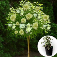 Троянда штамбова Luviana в горщику 5 л