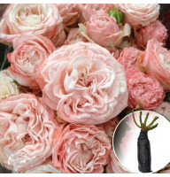 Троянда Madam Bombastic (Мадам Бомбастік)