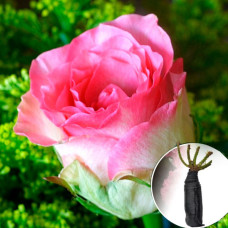 Троянда Maliby (Малібу)