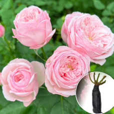 Троянда Mansfield Pink Park (Менсфілд Пінк Парк)