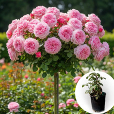 Троянда штамбова Mariatheresia в горщику 5 л