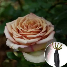 Троянда Marrakesh (Марракеш)