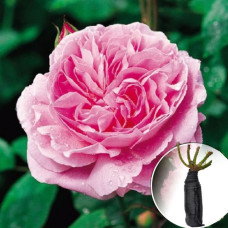 Троянда Mary Rose (Мері Роуз)