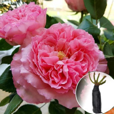 Троянда Mayra Pink (Майра Пінк)