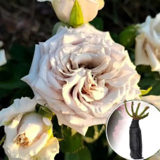 Троянда Menta (Мента)