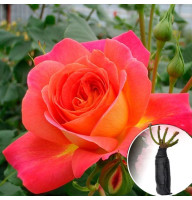 Троянда Midsummer (Мідсаммер)