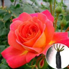 Роза Midsummer (Мидсаммер)