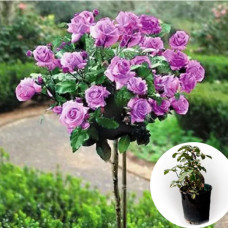 Троянда штамбова Minerva в горщику 5 л