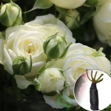 Троянда Miss Bombastic (Місс Бомбастік)