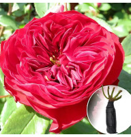 Роза Mona Lisa (Мона Лиза)