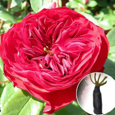 Роза Mona Lisa (Мона Лиза)