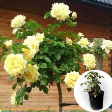 Троянда штамбова Nadia Meillandecor в горщику 5 л