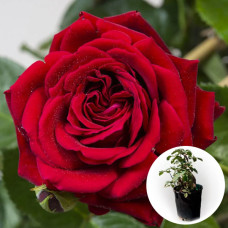 Роза в горшке Nahelglut 5 л