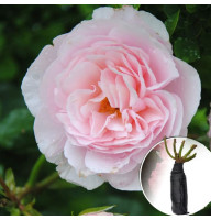 Роза Natascha Richardson (Наташа Ричардсон)