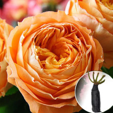 Троянда Orange Romantica (Оранж Романтика)