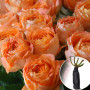 Троянда Orange Romantica (Оранж Романтика)