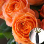 Троянда Orange Romantica (Оранж Романтика)