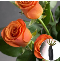Троянда Orange Сrush (Оранж Краш)