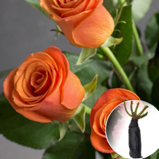 Роза Orange Сrush (Оранж Краш)