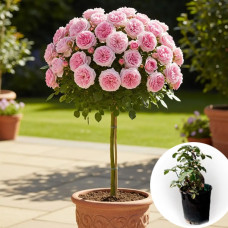 Троянда штамбова Peony Pink в горщику 5 л