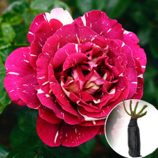 Троянда Pestraja Fantazija (Строката Фантазія)