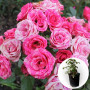 Троянда в горщику Pink Flash 5 л