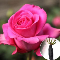 Троянда Pink Floyd (Пінк Флойд)