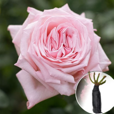 Троянда Pink O'Hara (Пінк Охара)