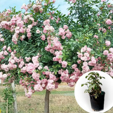 Троянда штамбова Pompon Flower Circus в горщику 5 л