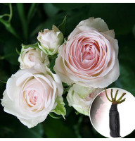 Роза Porcelain Lace (Порселейн Лейс)