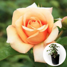 Троянда в горщику Primavera 5 л