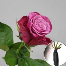 Троянда Prince of Persia (Принц Персії)