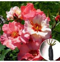 Роза Princess Of Phoenicia (Принцесса Финикийськая)