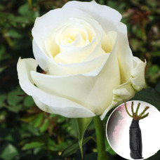 Троянда Proud (Прауд)