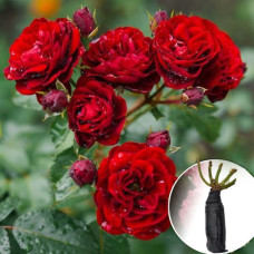 Троянда Red Velvet (Ред Вельвет)