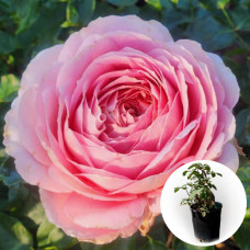Троянда в горщику Romantic Antike 5 л