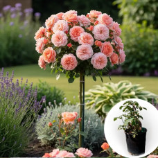 Троянда штамбова Rose de Tolbiac в горщику 5 л