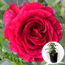 Троянда в горщику Rose des 4 Vents 5 л