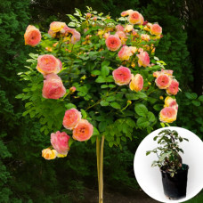 Троянда штамбова Rosomane Janon в горщику 5 л